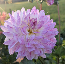 Load image into Gallery viewer, CB Tanya Dahlia Tuber - CBTN