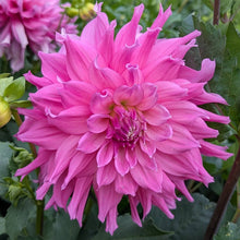 Load image into Gallery viewer, Elsie Huston Dahlia Tuber - ELHS
