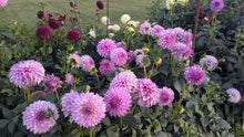Load image into Gallery viewer, Clearview Debby Dahlia Tuber - CLVD