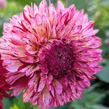 Load image into Gallery viewer, Bowser Candy Kiss Dahlia Tuber - BWCK