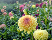 Load image into Gallery viewer, Ferncliff Fiesta Dahlia Tuber - FCFI