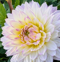 Load image into Gallery viewer, Crazy Love Dahlia Tuber - CRLV