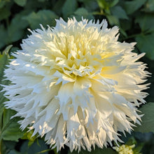 Load image into Gallery viewer, Colwood Hope Dahlia Tuber - CWHP