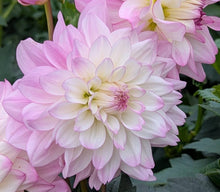 Load image into Gallery viewer, CB Tanya Dahlia Tuber - CBTN