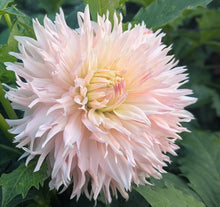 Load image into Gallery viewer, Hapet Champagne Dahlia Tuber - HPCH