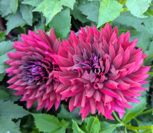 Load image into Gallery viewer, Hollyhill Black Beauty Dahlia Tuber - HHBB
