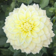 Load image into Gallery viewer, Sunkissed Dahlia Tuber - SNKS