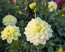 Load image into Gallery viewer, Sunkissed Dahlia Tuber - SNKS
