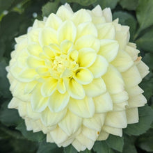 Load image into Gallery viewer, Sunkissed Dahlia Tuber - SNKS