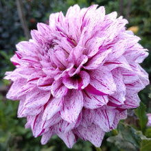 Load image into Gallery viewer, Misty Imagination Dahlia Tuber - MSTIM
