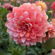Load image into Gallery viewer, Apple Blossom (Double) Dahlia Tuber - APBD