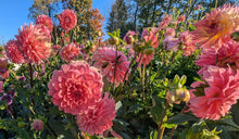 Load image into Gallery viewer, Apple Blossom (Double) Dahlia Tuber - APBD