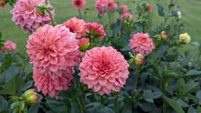 Load image into Gallery viewer, Van Isle Salish Sunset Dahlia Tuber - VISLSN