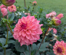 Load image into Gallery viewer, Van Isle Salish Sunset Dahlia Tuber - VISLSN