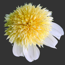Load image into Gallery viewer, Bees' Choice! Anemone Dahlias (6 Tuber Pack)