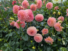 Load image into Gallery viewer, Linda's Baby Dahlia Tuber - LINB