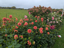 Load image into Gallery viewer, Jomanda Dahlia Tuber - JMND