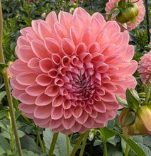 Load image into Gallery viewer, Linda's Baby Dahlia Tuber - LINB