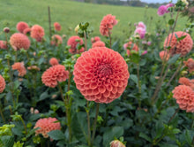Load image into Gallery viewer, Jomanda Dahlia Tuber - JMND