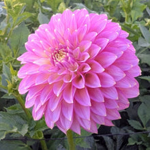Load image into Gallery viewer, Skipley Spot of Gold Dahlia Tuber - SSGLD