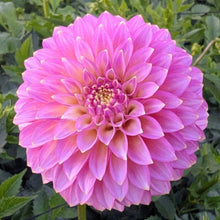Load image into Gallery viewer, Skipley Spot of Gold Dahlia Tuber - SSGLD