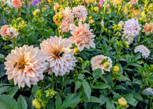 Load image into Gallery viewer, Natalie's Dress Dahlia Tuber - NATD (Limit 1)