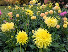 Load image into Gallery viewer, Colwood Anne Dahlia Tuber - CLWA (5 Pack)