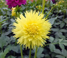 Load image into Gallery viewer, Colwood Anne Dahlia Tuber - CLWA (5 Pack)