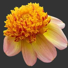 Load image into Gallery viewer, Bees' Choice! Anemone Dahlias (6 Tuber Pack)