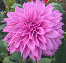 Load image into Gallery viewer, Vassio Meggos Dahlia Tuber - VMG (5 Pack)