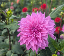 Load image into Gallery viewer, Vassio Meggos Dahlia Tuber - VMG (5 Pack)