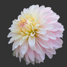 Load image into Gallery viewer, Tahoma Stellar Fellar Dahlia Tuber - THSTFL