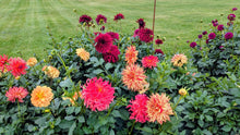 Load image into Gallery viewer, Van Isle Spitfire Dahlia Tuber - VISPIT