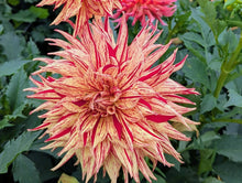 Load image into Gallery viewer, Van Isle Spitfire Dahlia Tuber - VISPIT