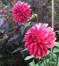 Load image into Gallery viewer, Bacardi Dahlia Tuber - BCD