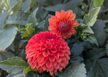 Load image into Gallery viewer, Mardy Gras Dahlia Tuber - MDGR