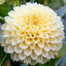 Load image into Gallery viewer, Creamy Dahlia Tuber - CRM