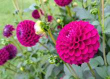 Load image into Gallery viewer, CB Hot Date Dahlia Tuber - CBHD