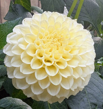 Load image into Gallery viewer, Creamy Dahlia Tuber - CRM