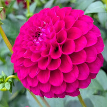 Load image into Gallery viewer, CB Hot Date Dahlia Tuber - CBHD
