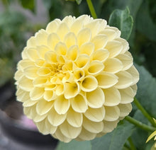 Load image into Gallery viewer, Creamy Dahlia Tuber - CRM