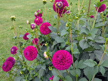 Load image into Gallery viewer, CB Hot Date Dahlia Tuber - CBHD