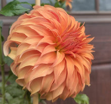 Load image into Gallery viewer, Bloomquist Jean Dahlia Tuber - BLQJ