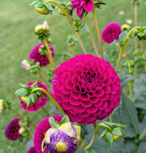 Load image into Gallery viewer, CB Hot Date Dahlia Tuber - CBHD