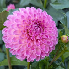 Load image into Gallery viewer, Skipley Lois Jean Dahlia Tuber - SKLJ