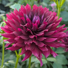 Load image into Gallery viewer, Hollyhill Black Beauty Dahlia Tuber - HHBB