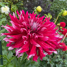 Load image into Gallery viewer, My Hero Dahlia Tuber - MHRO