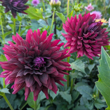 Load image into Gallery viewer, Hollyhill Black Beauty Dahlia Tuber - HHBB