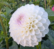 Load image into Gallery viewer, Andrea Lawson Dahlia Tuber - ANLW (5 Pack)