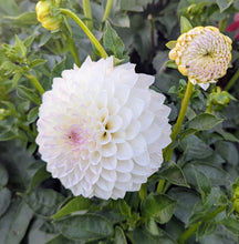 Load image into Gallery viewer, Andrea Lawson Dahlia Tuber - ANLW (5 Pack)